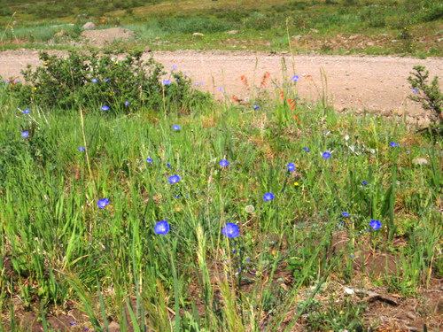 Blue Flax.